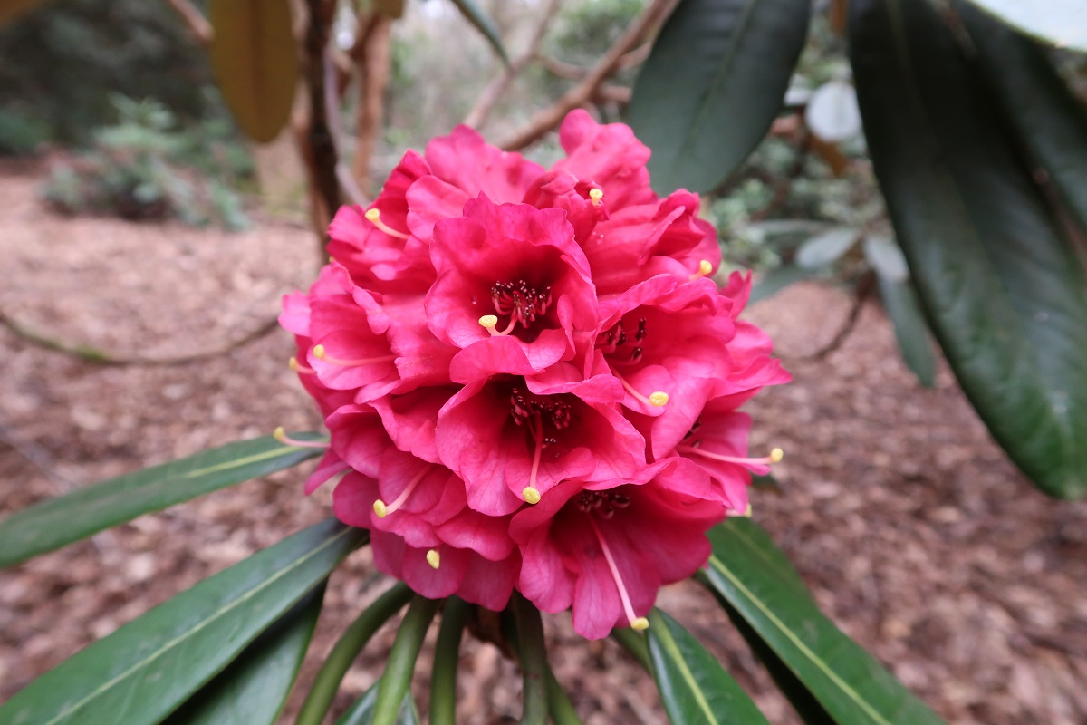 R. hodgsonii